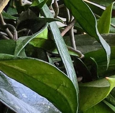 Hoya plant