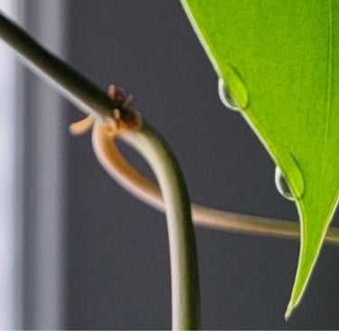 Heartleaf philodendron plant guttation