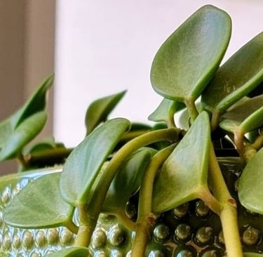 Peperomia hope plant