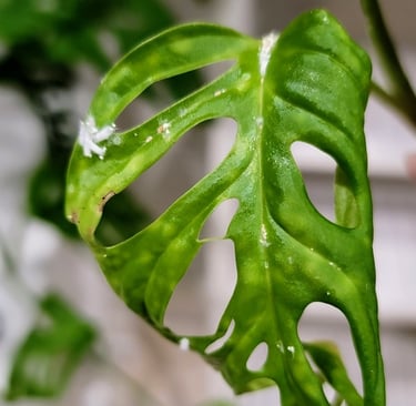 Monstera adansonii plant with mealybugs
