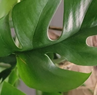 Mini monstera plant