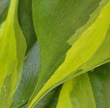 Philodendron brasil plant
