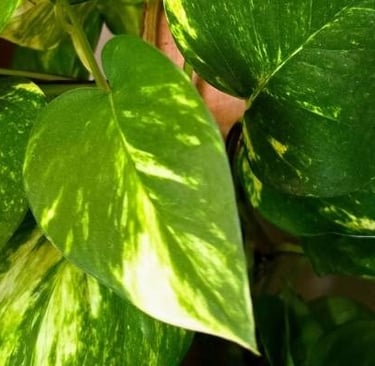 Golden pothos plant