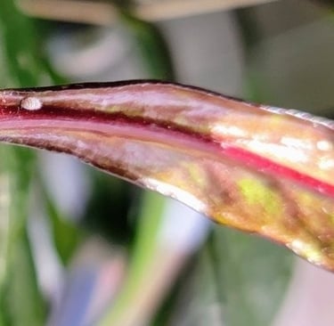 Hoya pubicalyx plant with mealybug