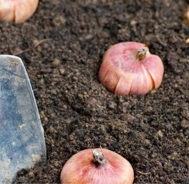 Plant bulbs in soil