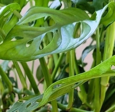 Swiss cheese plant