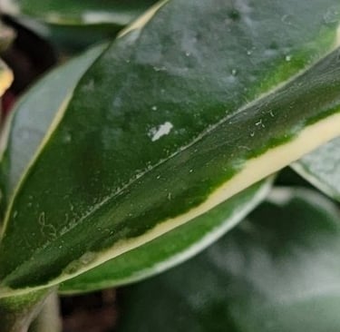 Hoya carnosa plant