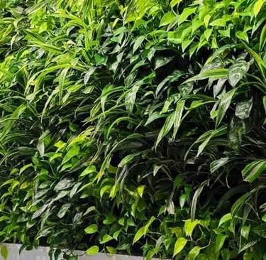 Wall of plants Grand Rapids airport