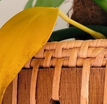 Yellow plant leaf
