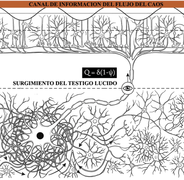 Diagrama neuronal representa la acumulación y el retorno de la consciencia a través de tres fases