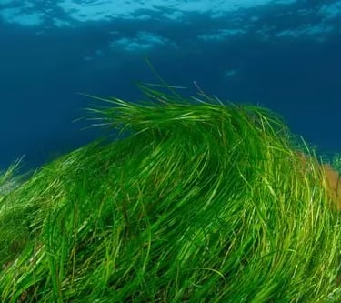Eelgrass