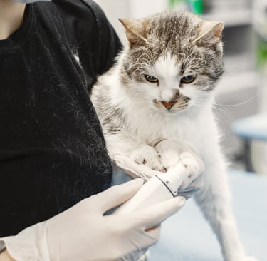 KumoVet: A Promising Option for Clinics