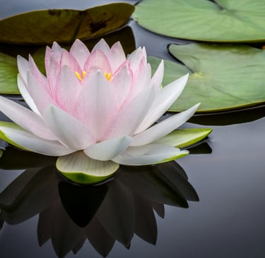 Pink lotus on calm water with lily pads representing personalized individual psychotherapy & growth