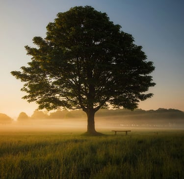 Sunlit tree in morning mist - mindfulness-based consultation and training for focus and regulation.