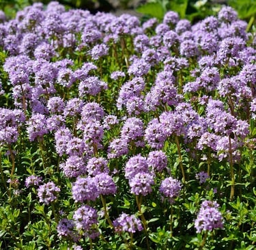 a field of purple flowers with green leaves