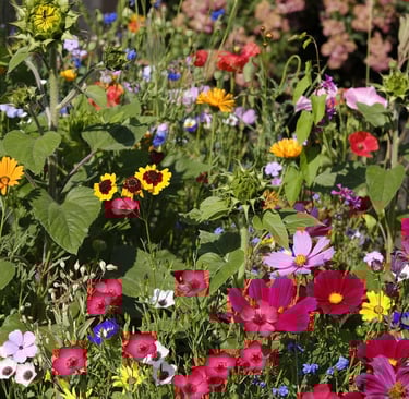 a bunch of flowers in a field