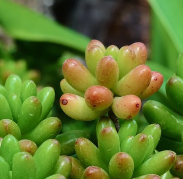 a bunch of green plants with small green leaves