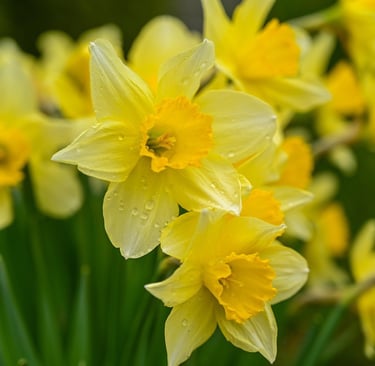 a bunch of yellow flowers in a vase