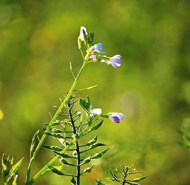a small flower that is growing on a plant
