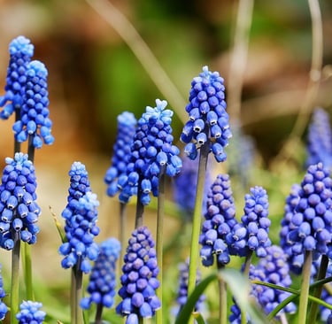 a bunch of blue flowers that are in the grass