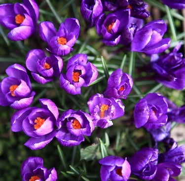 a bunch of purple flowers that are in blooming