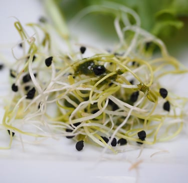 a close up of a sprout of sprouts and sprouts