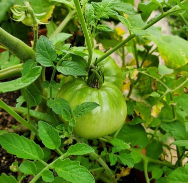 a green tomato plant with a green tomato plant