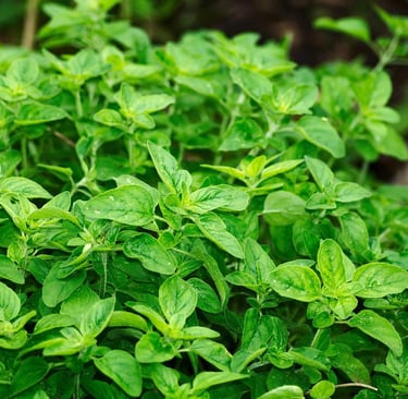 a plant with green leaves and a butterfly on it