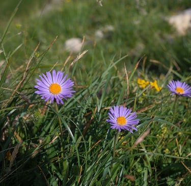 a field with purple flowers and yellow flowers