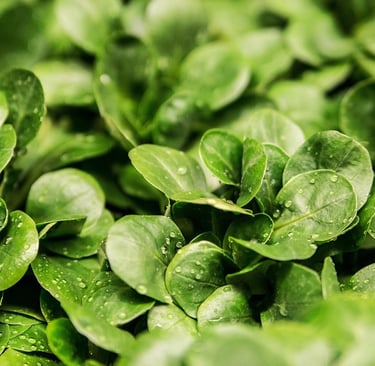 a close up of a bunch of green leaves