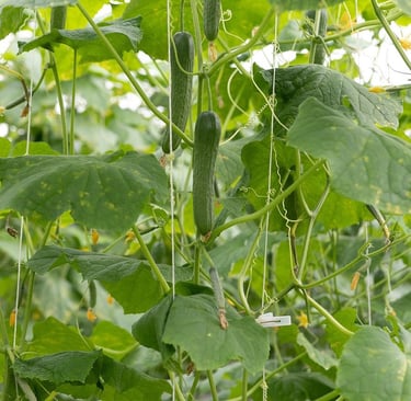 a cucumber plant with cucumbers and leaves