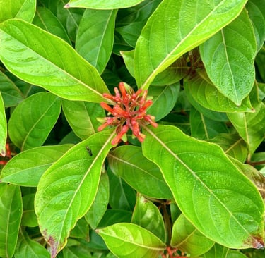 a plant with red flowers and green leaves