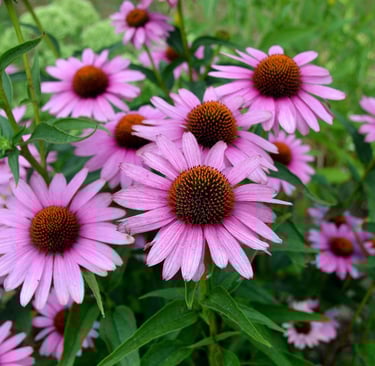 a bunch of flowers that are in the grass