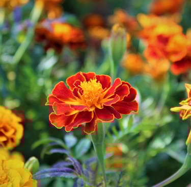 a flower in a field with many flowers