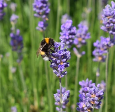 a bumble bee on a lavender flower