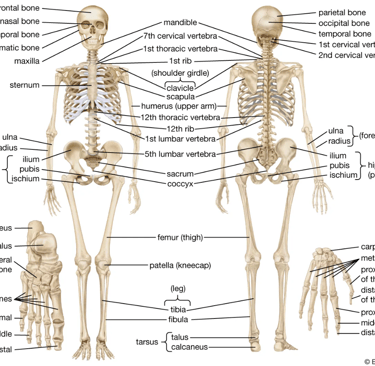 a diagram of the human skeleton