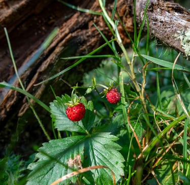fraisiers sauvages
