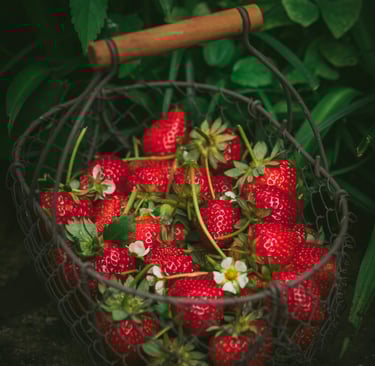récoltes de fraises au potager paillage