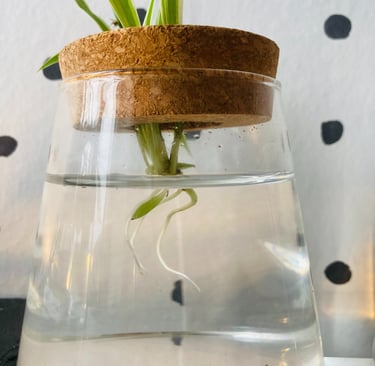 bouturage de plantes facile
