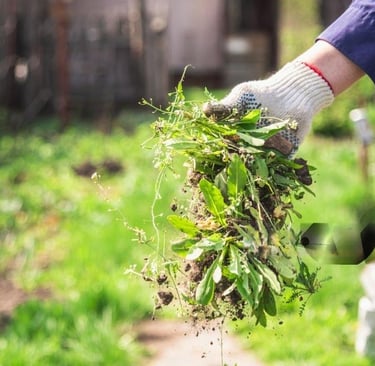 Garden Clean Up
