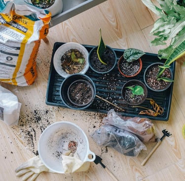 Plants