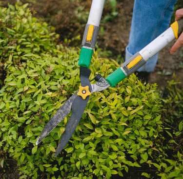 Pruning
