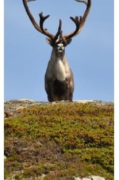 A reindeer on a mossy hill-Telelaget