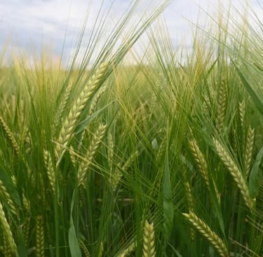 a close up image of barley field