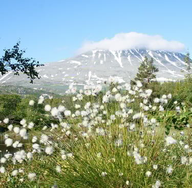 a meadow with Gaustatoppen in the background-istock