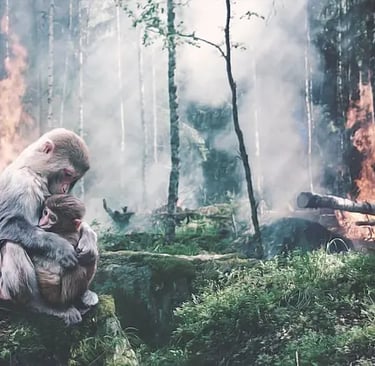 a monkey sitting on a rock in the woods