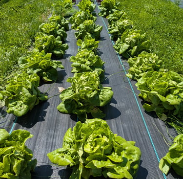 Rows of lettuce 