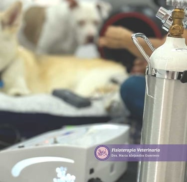 Ozonoterapia para animales