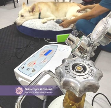 ozonoterapia veterinaria