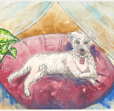 a dog laying on a cushion in a dog bed